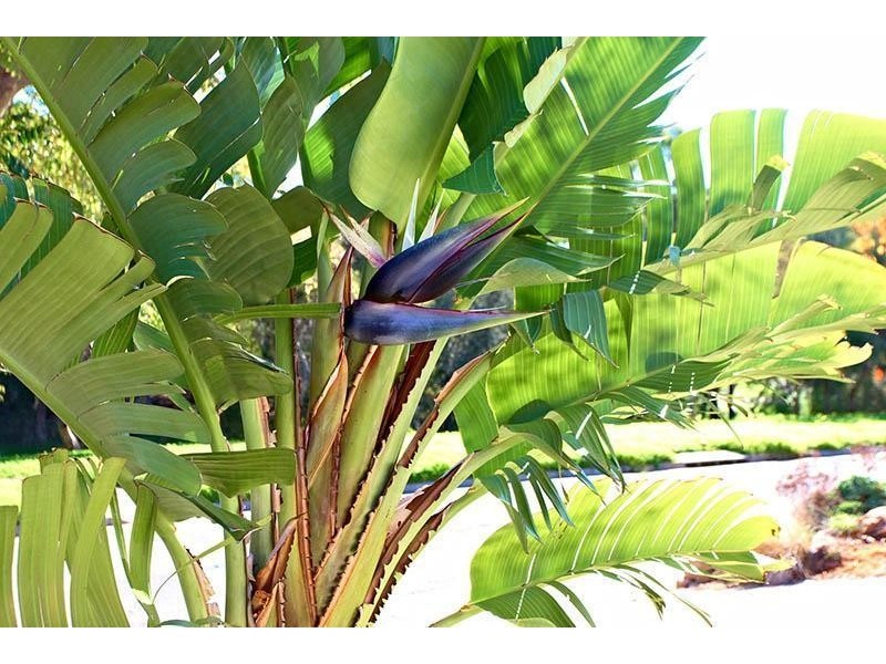 8 Santa Catalina Crescent, Seaford Rise SA 5169