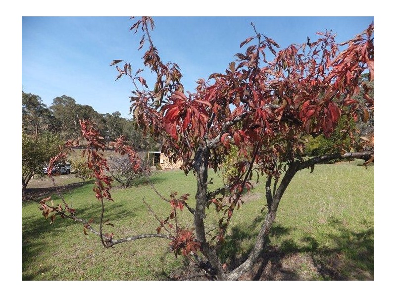 126 Bakers Gully Road, Clarendon SA 5157