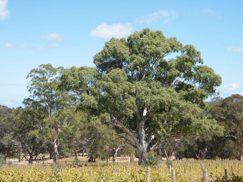 Allot 20 Glory Road, Kangarilla SA 5157