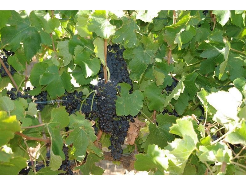 409 Plains Road, Sellicks Hill SA 5174