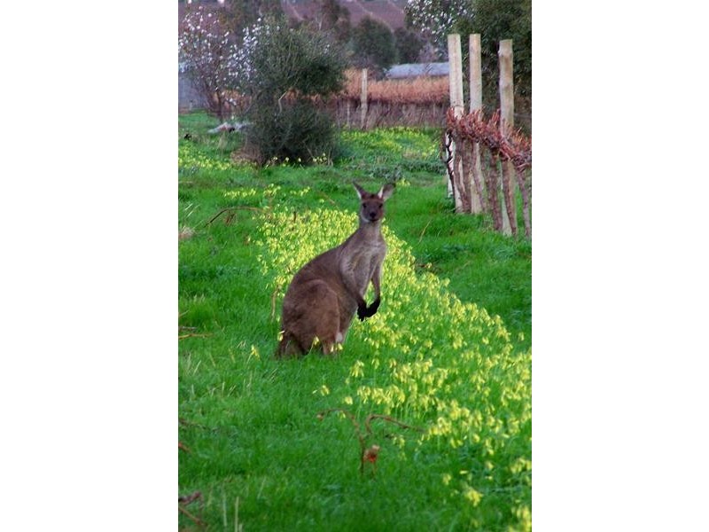 409 Plains Road, Sellicks Hill SA 5174