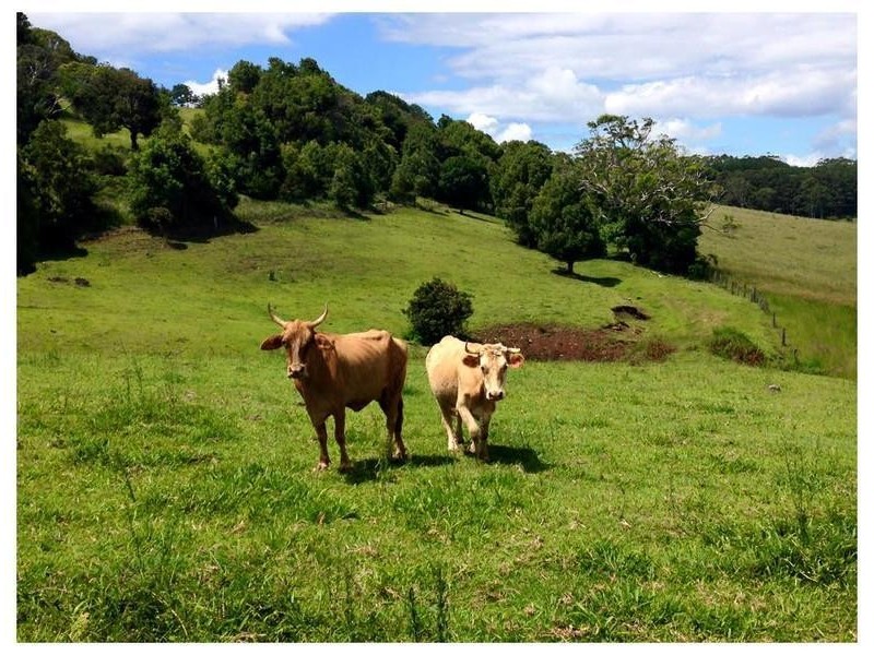 35 Cougal Road, Carool NSW 2486