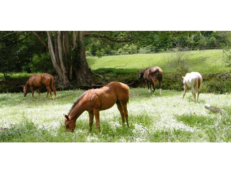 24 Minnows Road Fern Vale, Murwillumbah NSW 2484