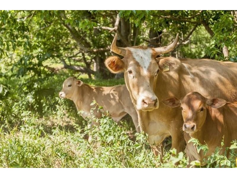 6 Blackwoods Road, Nobbys Creek, Murwillumbah NSW 2484