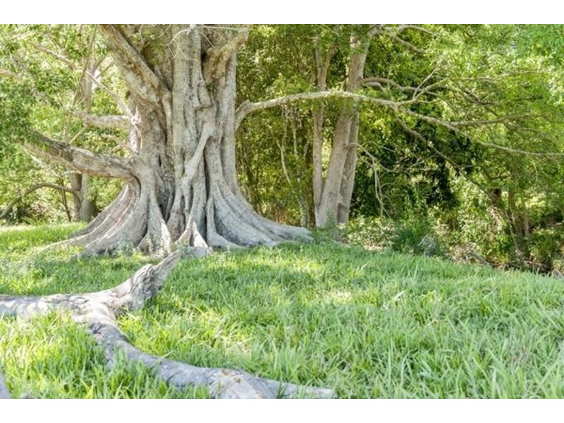 6 Blackwoods Road, Nobbys Creek, Murwillumbah NSW 2484