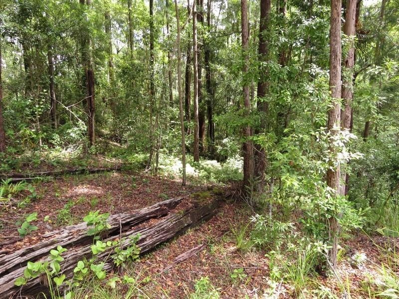 1283 Byrrill Creek Road, Tyalgum NSW 2484