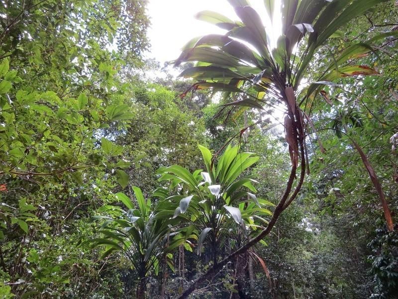 Lot 2 261 Mount Warning Road, Mount Warning NSW 2484