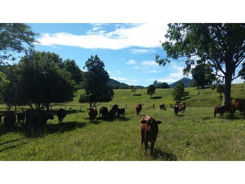 56 Chowan Creek Road, Uki NSW 2484