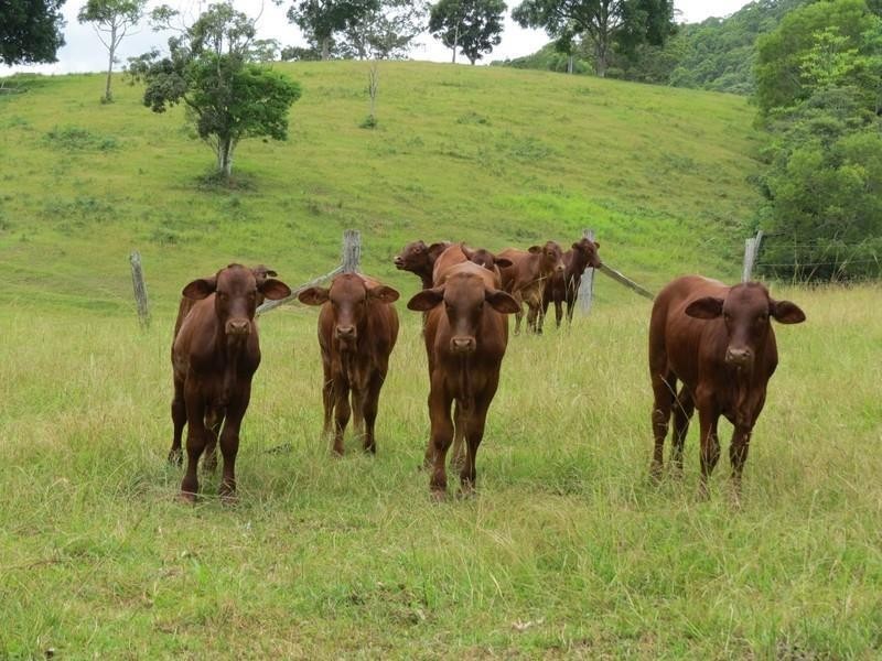 56 Chowan Creek Road, Uki NSW 2484