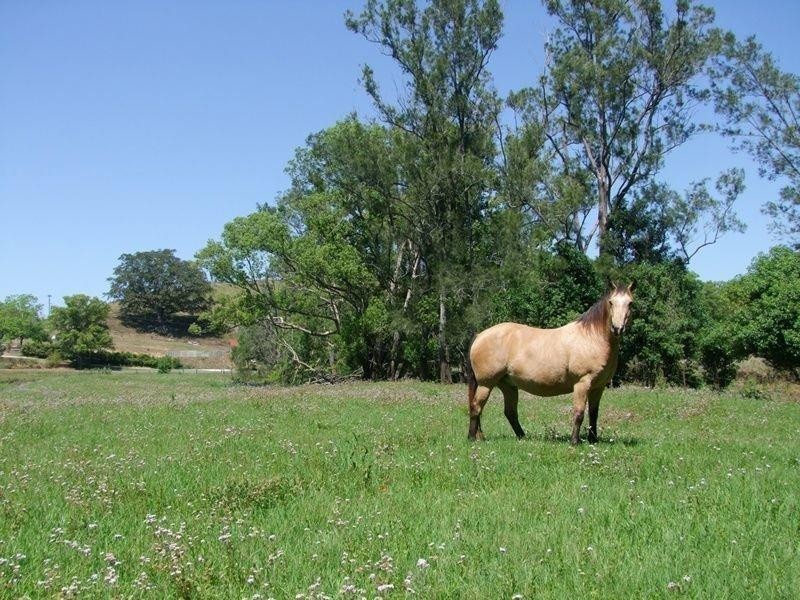 6 Blackwoods Road, Nobbys Creek NSW 2484