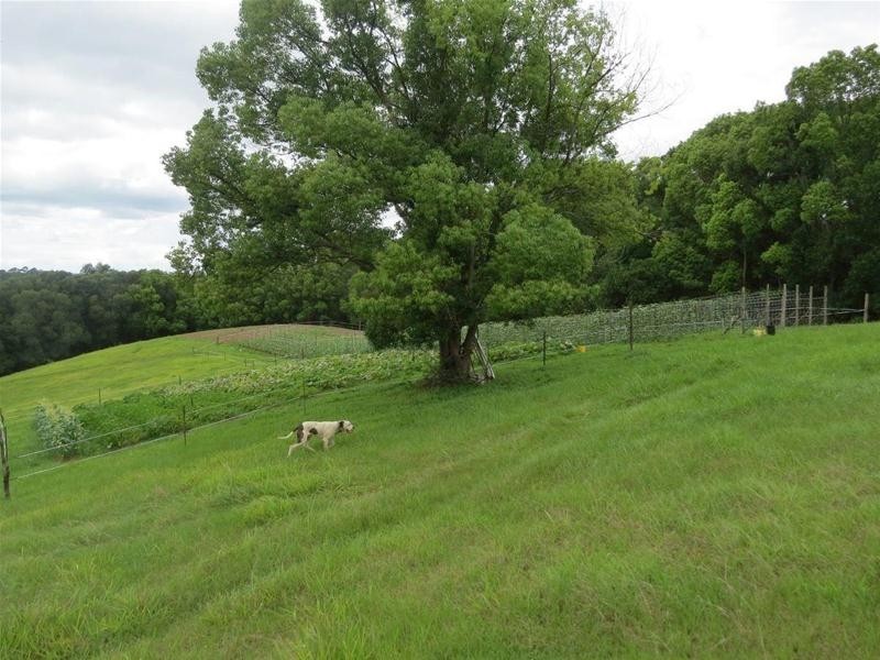 222 Tyalgum Road, Eungella NSW 2484