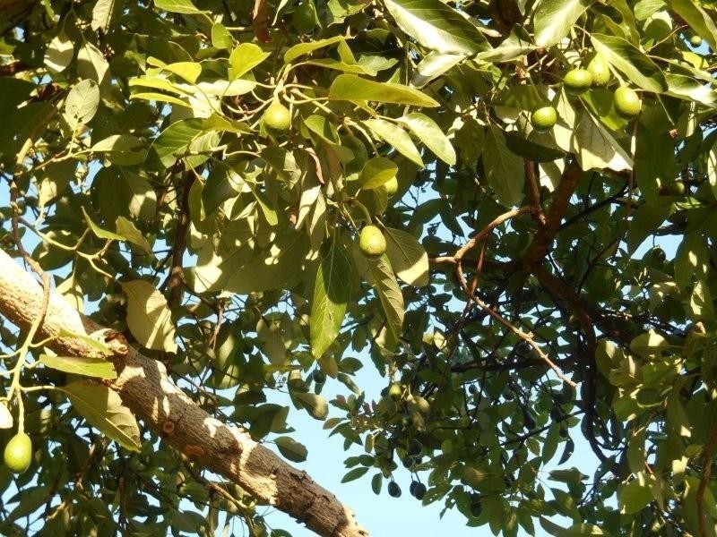 Lot 7 Jowetts Road, Burringbar NSW 2483