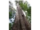 Lot 2 261 Mount Warning Road, Mount Warning NSW 2484