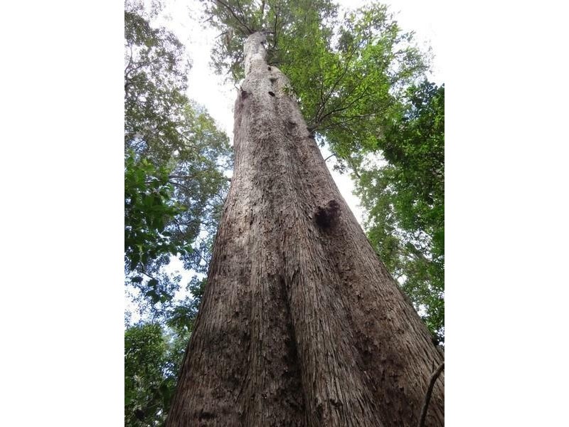 Lot 2 261 Mount Warning Road, Mount Warning NSW 2484