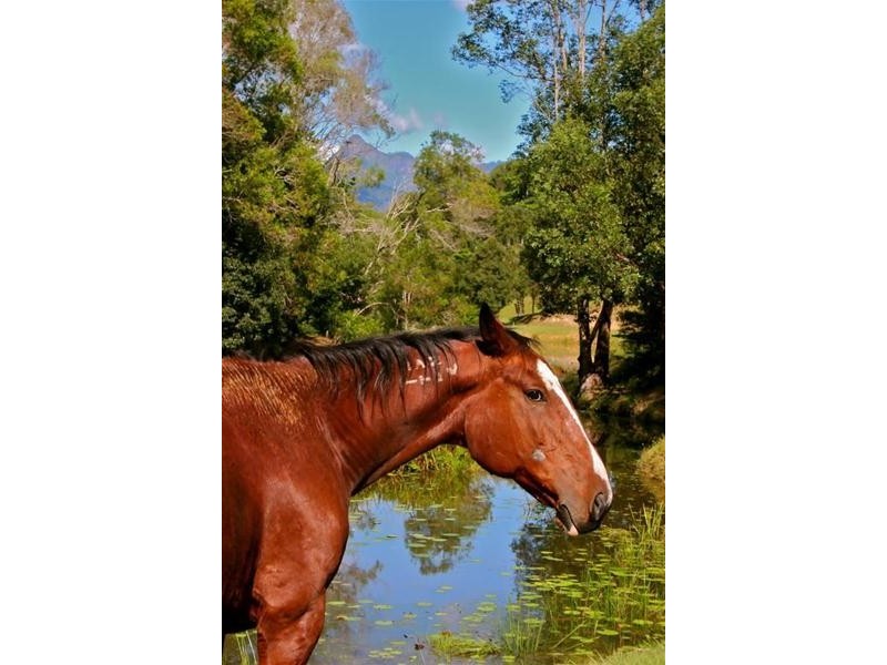 1192 Numinbah Road, Chillingham NSW 2484