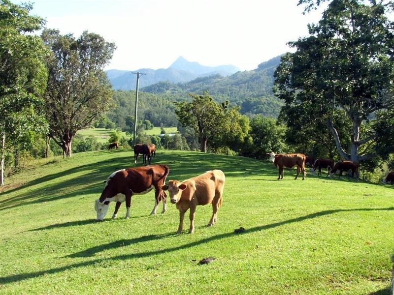 1192 Numinbah Road, Chillingham NSW 2484