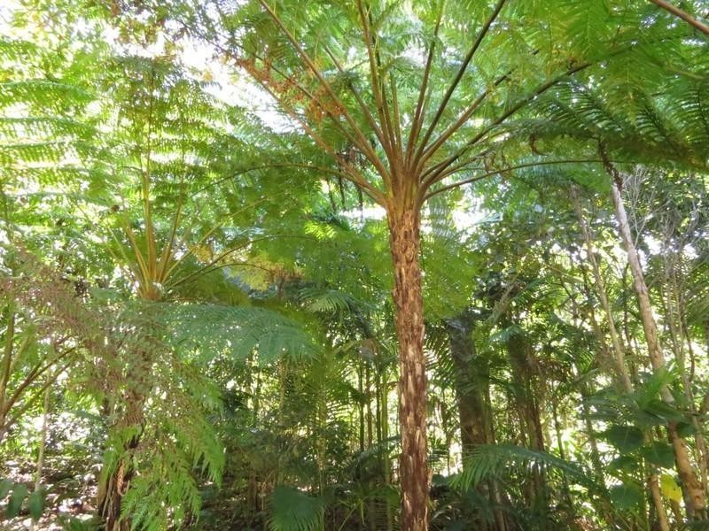 37 Hidden Valley Road, Eungella NSW 2484