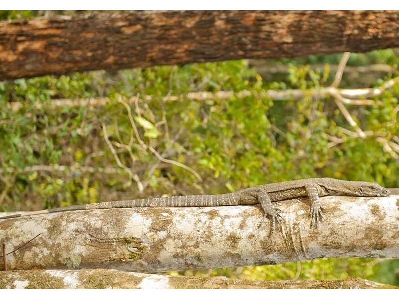 790 Upper Burringbar Road, Burringbar NSW 2483