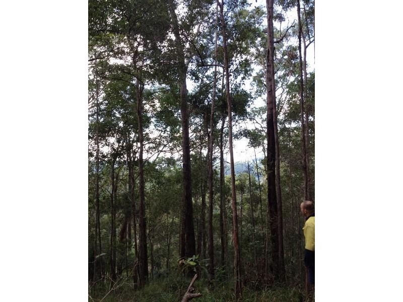 790 Upper Burringbar Road, Burringbar NSW 2483