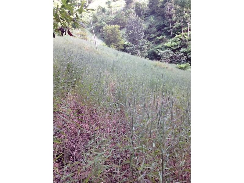 790 Upper Burringbar Road, Burringbar NSW 2483