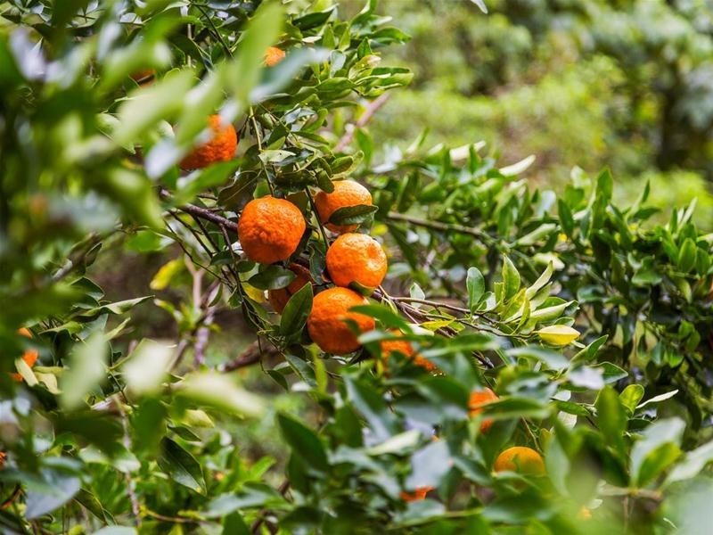 Stokers Siding NSW 2484