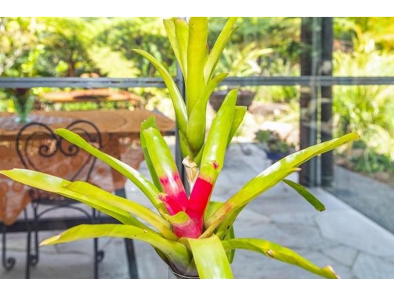 67 Braeside Drive, Uki NSW 2484