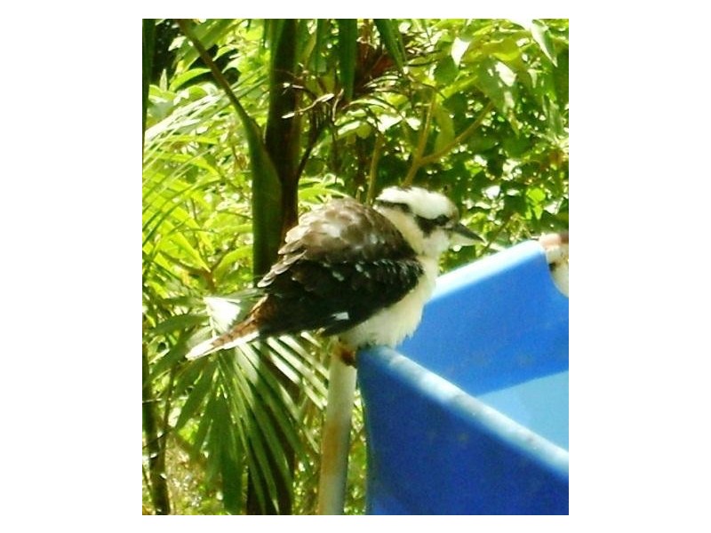 7 Culbara Place, Stokers Siding NSW 2484