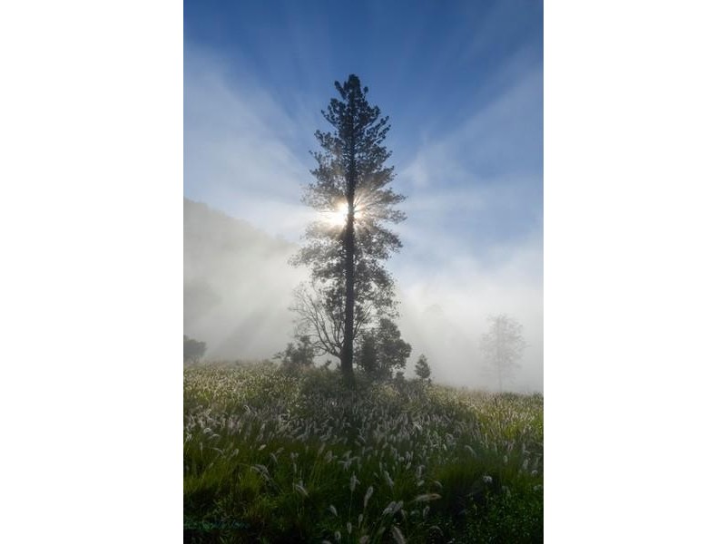 125 Boxsell Road, Tyalgum NSW 2484