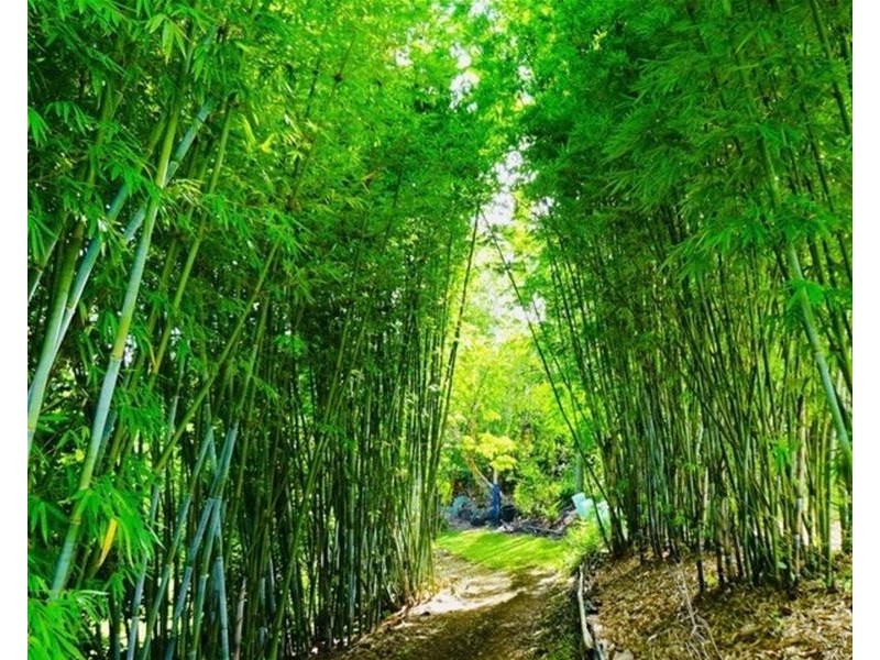 Lot 24 Bonnydoon Road, Uki NSW 2484