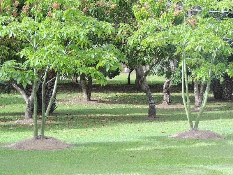 79-81 Tweed Valley Way, Murwillumbah NSW 2484