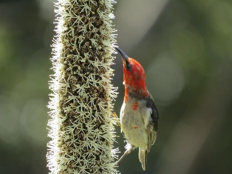 254 Rowlands creek Road, Uki NSW 2484