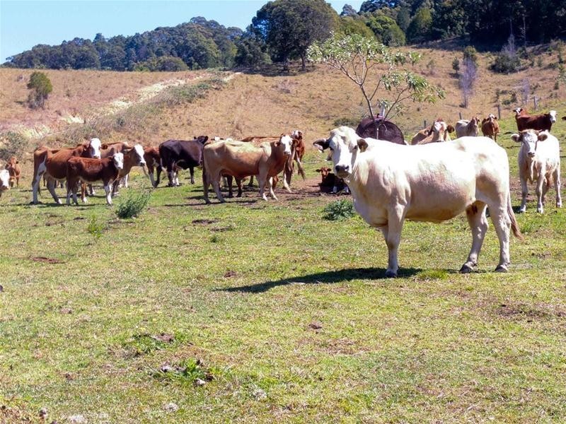 69 Blakeneys Road, Stokers Siding NSW 2484