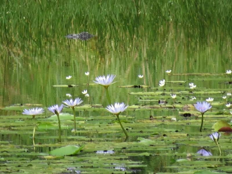 78 Manns Road, Rowlands Creek NSW 2484