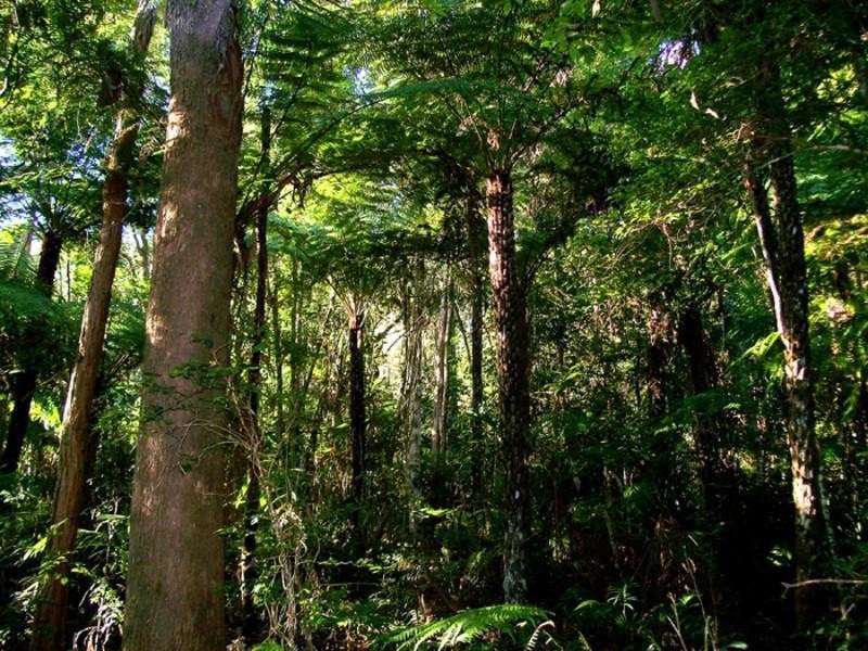 lot 164 Boyds Lane, Dulguigan NSW 2484