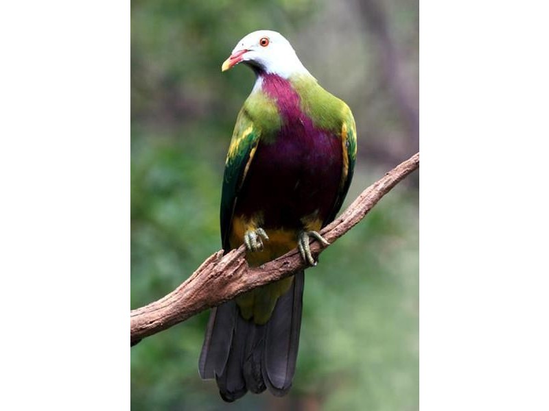 lot 164 Boyds Lane, Dulguigan NSW 2484