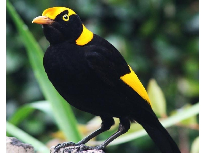 lot 164 Boyds Lane, Dulguigan NSW 2484