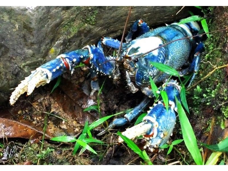 lot 164 Boyds Lane, Dulguigan NSW 2484