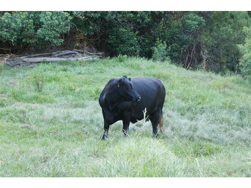 196b Stokers Road, Stokers Siding NSW 2484