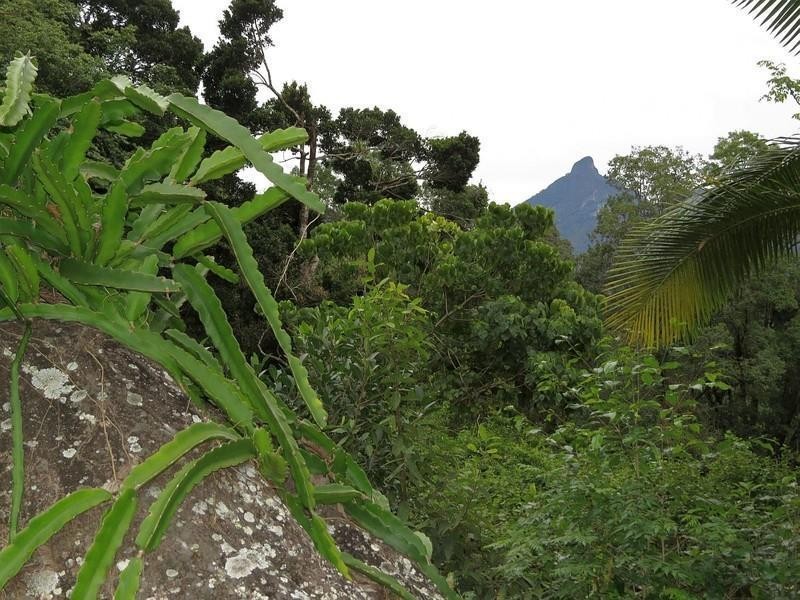 911 Kyogle Road, Uki NSW 2484