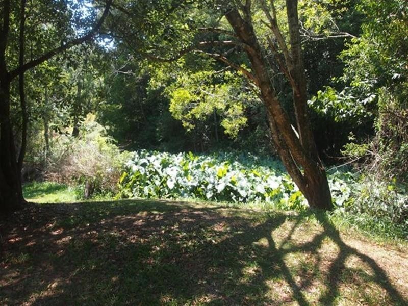 681 Nobbys Creek Road, Nobbys Creek NSW 2484