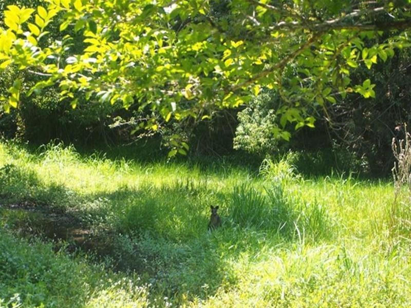 681 Nobbys Creek Road, Nobbys Creek NSW 2484