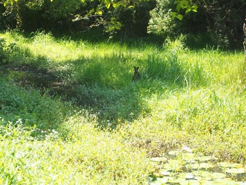 681 Nobbys Creek Road, Nobbys Creek NSW 2484