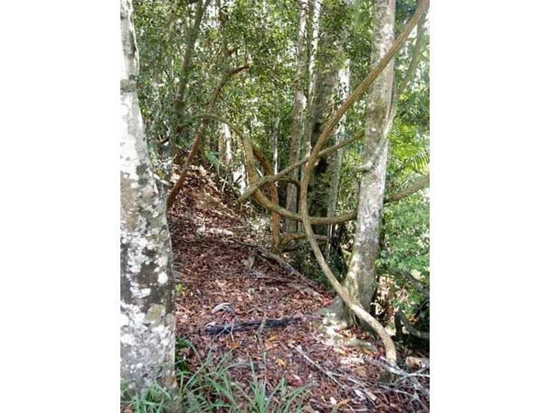 681 Nobbys Creek Road, Nobbys Creek NSW 2484