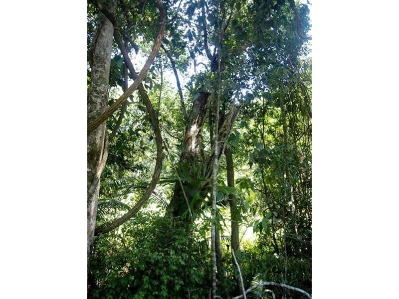 681 Nobbys Creek Road, Nobbys Creek NSW 2484