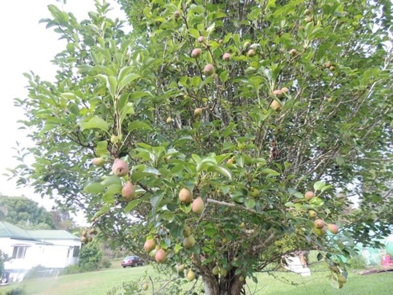 20 Cooloon Street, Kunghur NSW 2484