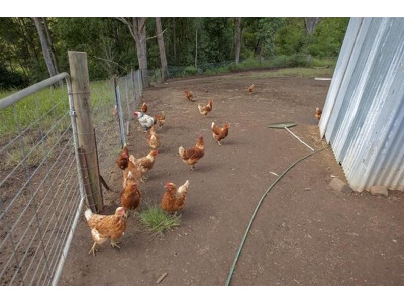 52 Bald Mountain, Limpinwood NSW 2484