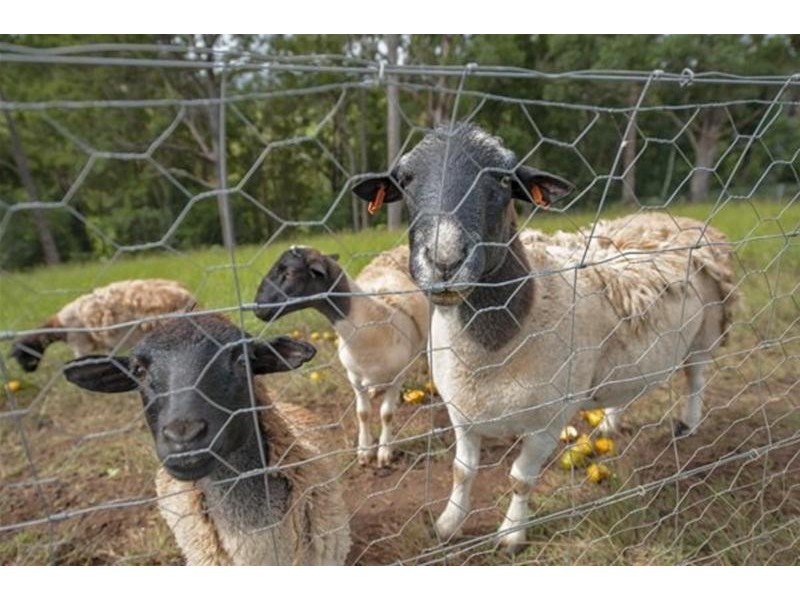 52 Bald Mountain, Limpinwood NSW 2484