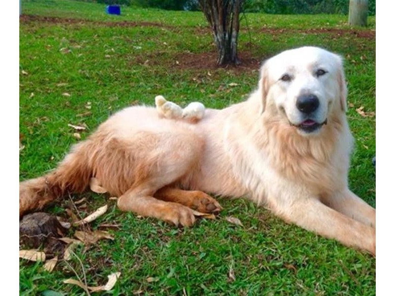 52 Bald Mountain, Limpinwood NSW 2484