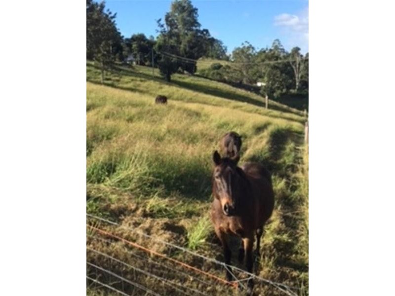 52 Bald Mountain, Limpinwood NSW 2484