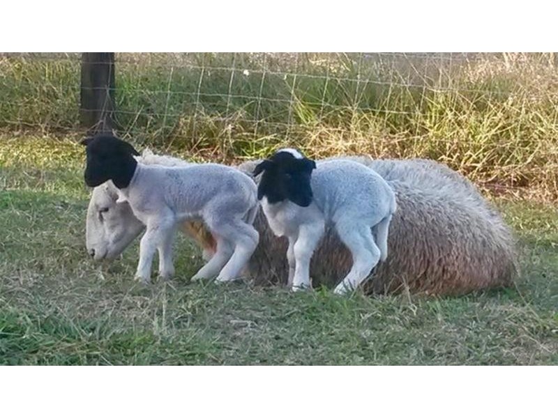 52 Bald Mountain, Limpinwood NSW 2484